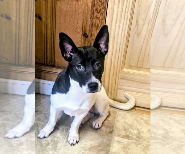 Medium Photo #2 Feist Terrier-Unknown Mix Puppy For Sale in Raleigh, NC, USA