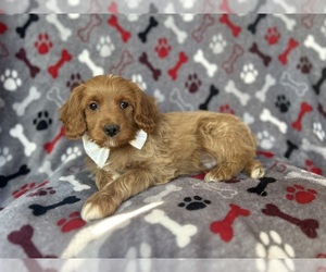 Cock-A-Poo Puppy for sale in LAKELAND, FL, USA