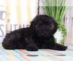 Small Schnoodle (Standard)
