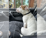 Small #1 Jack Russell Terrier Mix
