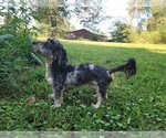 Small Photo #1 Chiweenie Puppy For Sale in PINSON, AL, USA