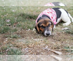 Mutt Dogs for adoption in Belleville, IL, USA