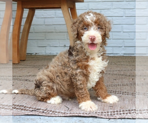Medium Photo #2 Bernedoodle (Miniature) Puppy For Sale in NARVON, PA, USA