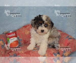 Aussiedoodle Puppy for sale in SANGER, TX, USA