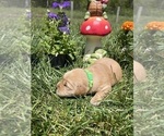 Image preview for Ad Listing. Nickname: Expecting AKC