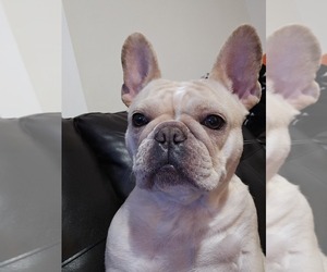 Mother of the French Bulldog puppies born on 06/03/2026