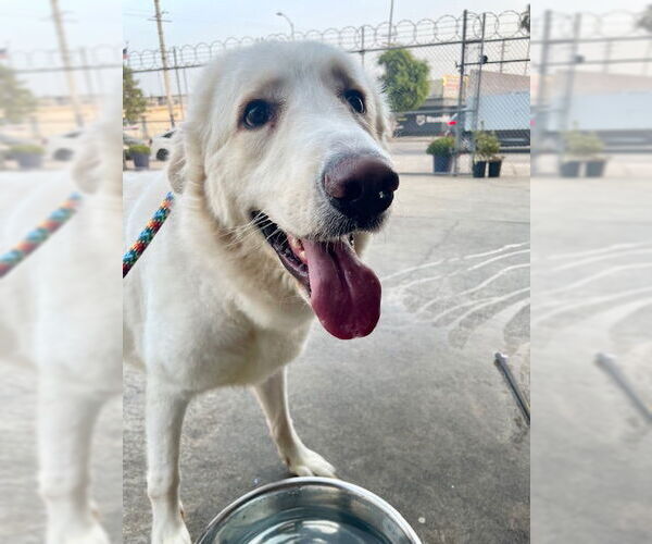 Medium Photo #2 Great Pyrenees Puppy For Sale in Marina Del Rey, CA, USA