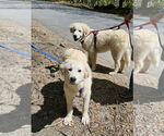 Small #4 Great Pyrenees