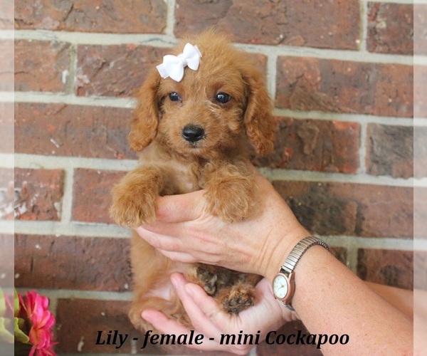 Medium Photo #3 Cockapoo (Miniature) Puppy For Sale in CLARKRANGE, TN, USA