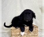 Small #3 Golden Shepherd