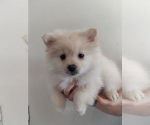 Pomeranian Puppy for sale in AMARILLO, TX, USA