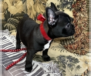 French Bulldog Puppy for sale in HUNTINGTON BEACH, CA, USA