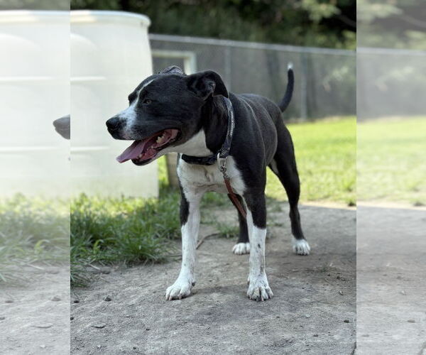 Medium Photo #4 Mutt Puppy For Sale in Virginia Beach, VA, USA