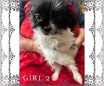Small #3 Japanese Chin-Shorkie Tzu Mix