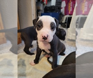 American Pit Bull Terrier Puppy for sale in COLORADO SPRINGS, CO, USA