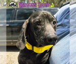 Small Photo #13 Dachshund Puppy For Sale in San Antonio, TX, USA