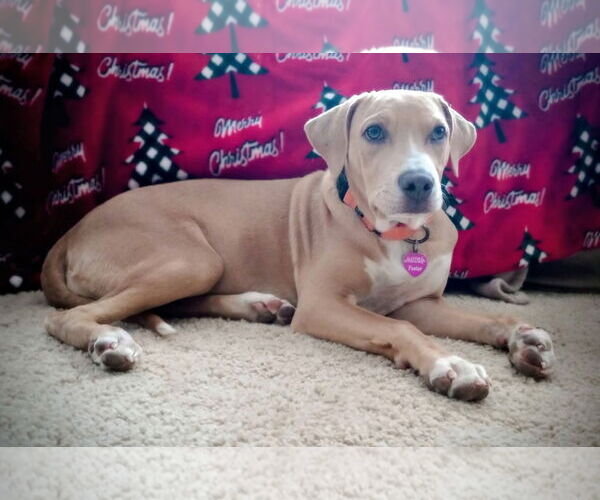 Medium Photo #1 American Pit Bull Terrier-Unknown Mix Puppy For Sale in Minneapolis, MN, USA