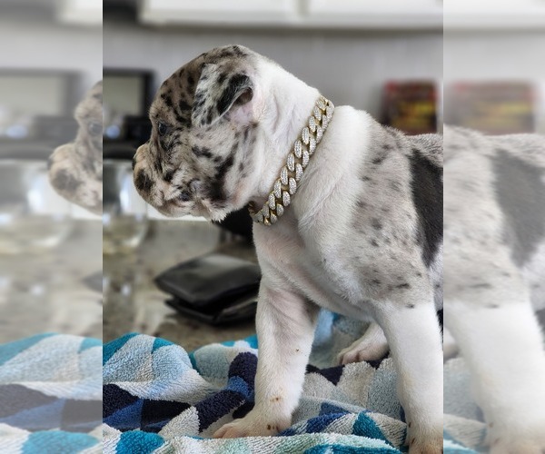 Medium Photo #1 Alapaha Blue Blood Bulldog Puppy For Sale in ROSHARON, TX, USA