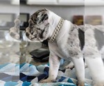 Small Photo #1 Alapaha Blue Blood Bulldog Puppy For Sale in ROSHARON, TX, USA