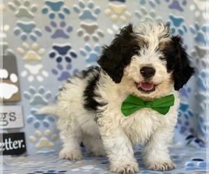Miniature Bernedoodle Puppy for sale in LANCASTER, PA, USA