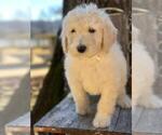 Small Photo #8 Poodle (Standard) Puppy For Sale in MOUNTAIN VIEW, AR, USA