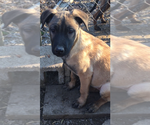 Small Photo #2 Belgian Malinois Puppy For Sale in CORBIN, KY, USA