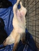 Small Photo #5 Labrador Retriever Puppy For Sale in GATES, NY, USA