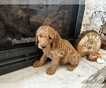 Small Photo #25 Goldendoodle Puppy For Sale in MONTROSE, CO, USA
