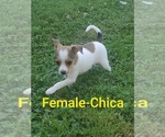 Small Foxy Rat Terrier-Jack Russell Terrier Mix