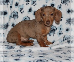 Dachshund Puppy for sale in BLOOMINGTON, IN, USA