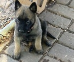 Puppy Puppy 1 Belgian Malinois