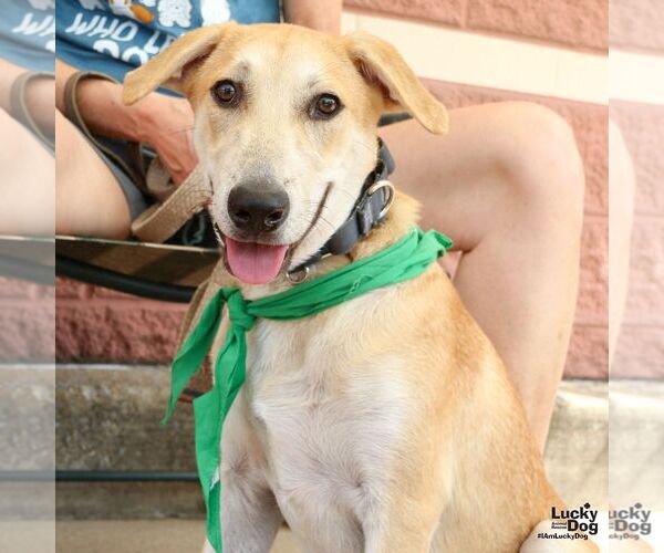Medium Photo #3 Labrador Retriever-Unknown Mix Puppy For Sale in Washington, DC, USA
