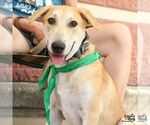 Small #2 Labrador Retriever Mix