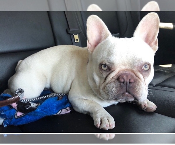 Medium Photo #1 French Bulldog Puppy For Sale in EASTVALE, CA, USA