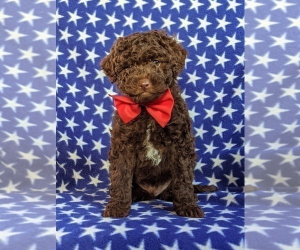 Medium Photo #1 Poodle (Miniature)-Shepadoodle Mix Puppy For Sale in GLEN ROCK, PA, USA