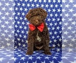 Small Photo #1 Poodle (Miniature)-Shepadoodle Mix Puppy For Sale in GLEN ROCK, PA, USA