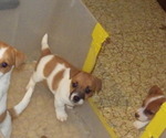 Small #1 Jack Russell Terrier