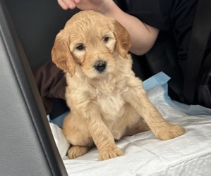 Doodle-Goldendoodle Mix Puppy for sale in JACKSONVILLE, NC, USA