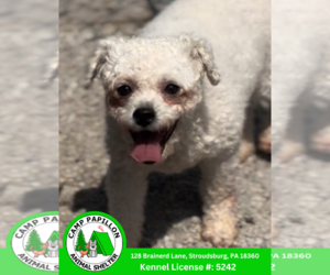 Bichon Frise Dogs for adoption in Stroudsburg, PA, USA