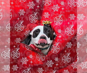 Rory - Male American Pit Bull Terrier Dog for Adoption - Photo #19