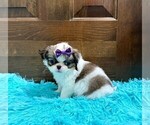 Small Photo #2 Japanese Chin Puppy For Sale in BELTON, MO, USA