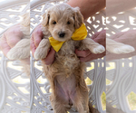 Image preview for Ad Listing. Nickname: Georgia Belle