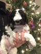 Small Photo #1 Goldendoodle Puppy For Sale in SPRINGFIELD, IL, USA