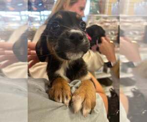 Dachshund-Unknown Mix Dogs for adoption in Palatine/Kildeer/Buffalo grove, IL, USA