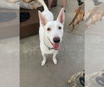 Small Photo #1  Puppy For Sale in , 
