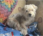 Small #3 Mutt