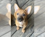 Small #5 Chihuahua Mix