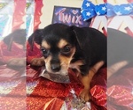 Small #2 Yorkshire Terrier