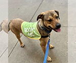 Small #4 Labrador Retriever Mix
