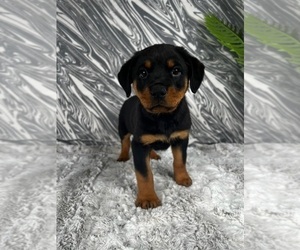 Rottweiler Puppy for sale in GREENWOOD, IN, USA